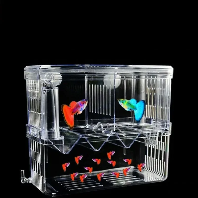 Pojemnik izolacyjny do hodowli – Xl Aquarium Fish recenzja i cena