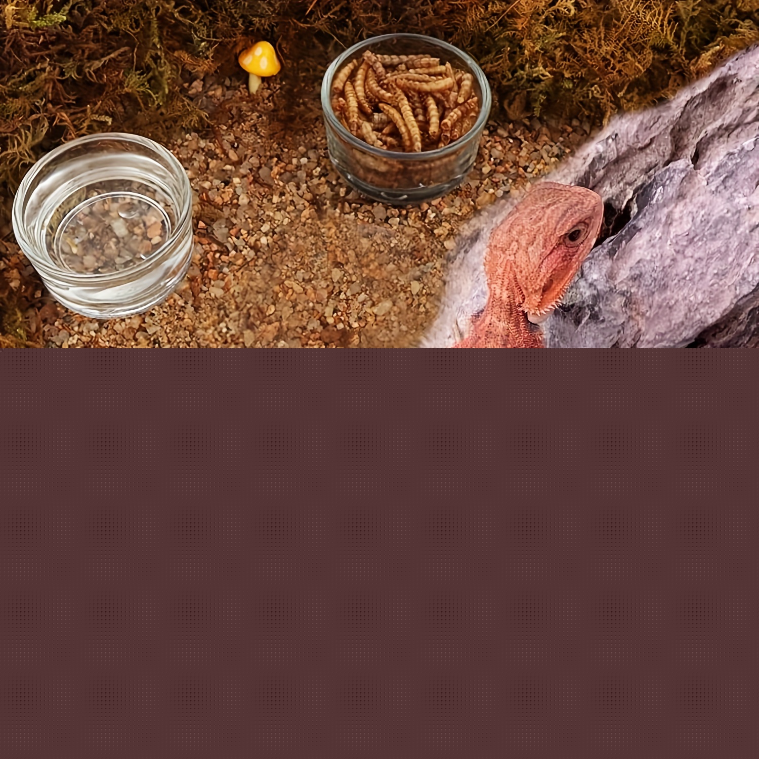 Szklane akwarium mini, miska d – Aquarium Fish Jar recenzja i cena