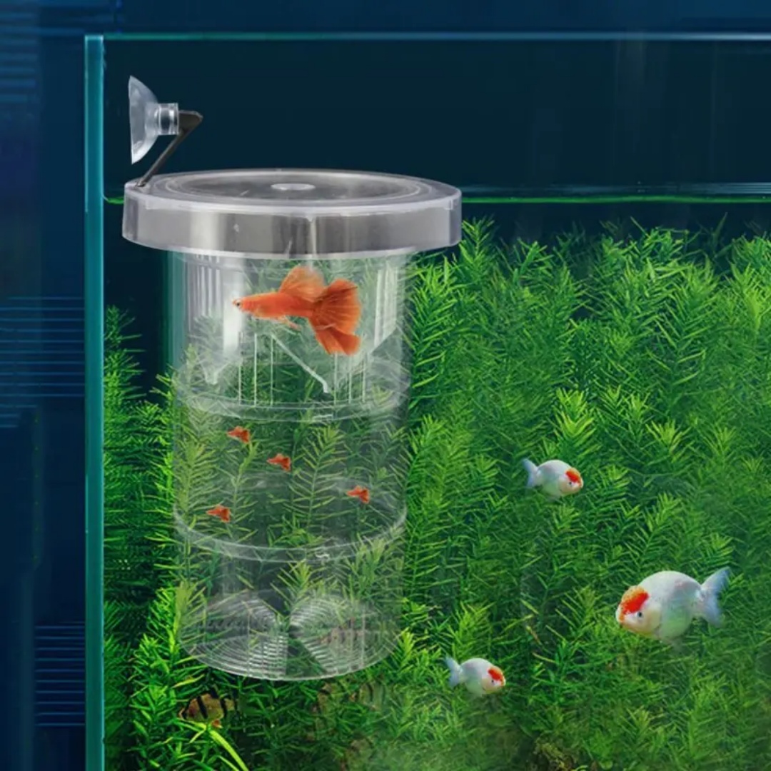 Akrylowe pudełko izolacyjne do – Aquarium Fish Jar recenzja i cena